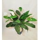 thumbnail image 2 of Planta Decorativa Spatiphilium 89  cm, 2 of 2