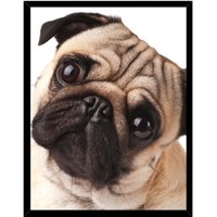 Genérico - Cuadro Decorativo Perro Pug Tierno Medidas 30X40 Cm