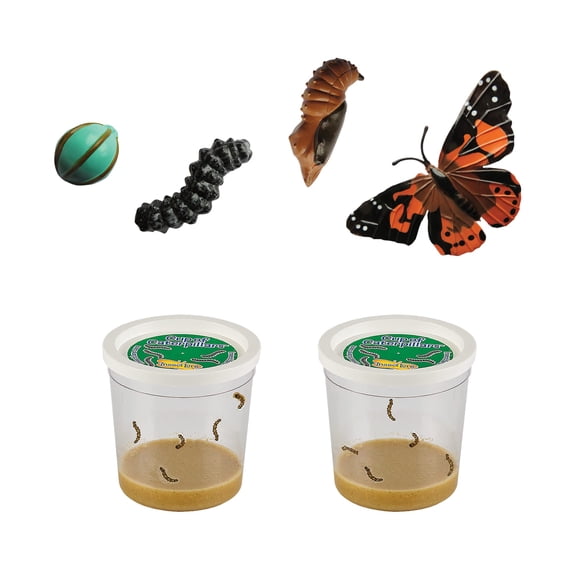 Figuras de orugas con mariposas sobre el ciclo de vida de Insect Lore