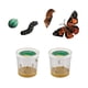 thumbnail image 1 of Figuras de orugas con mariposas sobre el ciclo de vida de Insect Lore, 1 of 7