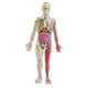 thumbnail image 1 of Kits De Cuerpo Humano Juguete Demostración En El Aula Para Ayuda De Ense?anza En El Hogar Ni?os, 1 of 5