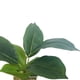 thumbnail image 2 of Planta Artificial Boj Japonico 12*12cm, 2 of 2