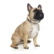 thumbnail image 2 of Collar Fuzzyard para perros GO NUTS L (50-65 cm), 2 of 2