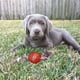 thumbnail image 3 of Set 4 Juguetes De Cuerda Con Pelota Perros Mascotas Lau, 3 of 3