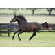 thumbnail image 2 of Alimento para caballos Equino Training Premium 25 kg, 2 of 3