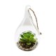 thumbnail image 1 of Planta Artificial Terrario, 1 of 2