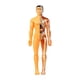 thumbnail image 2 of Aprendizaje Del Modelo De Cuerpo Humano Muestra Biología Humana Realista Para Los Grados 8+ Translúcido, 2 of 5