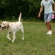 thumbnail image 3 of Set 10 Porta Bolsas Para Mascotas Paseo Perros Practico Lau, 3 of 3