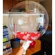 thumbnail image 2 of Globos tipo bobo Bubble Balloons Aredpoook, 20 unidades, 50 cm, transparentes, 2 of 8