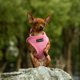 thumbnail image 1 of Chaleco de malla suave Mr. Peanut's PupTrek para mascotas pequeñas, 1 of 9