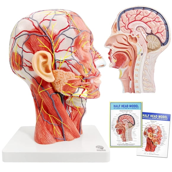 Cabeza anatómica modelo EVOTECH, media cabeza humana con musculatura