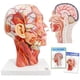 thumbnail image 1 of Cabeza anatómica modelo EVOTECH, media cabeza humana con musculatura, 1 of 8