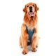 thumbnail image 2 of Body Castración Macho Dry Light Talla 00 (0.5 - 1 Kg) x 1 Unidad, 2 of 2