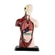 thumbnail image 1 of Modelo De Cuerpo Humano Para Niños 5 Piezas Extraíbles Con Soporte Para Modelo De Enseñanza, 1 of 2