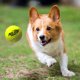 thumbnail image 5 of Lanzador de pelotas de tenis para perros Dog Toy Nerf para todos los tamaños, 5 of 6