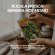 thumbnail image 2 of Semillas de Rúcula Cultivada Sobre Semillas Las Encinas, 2 of 4