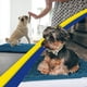 thumbnail image 4 of Felpudo para perros Muddy Mat, superabsorbente, microfibra, azul, 150 x 60 cm, 4 of 7