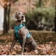 thumbnail image 2 of Street Dogs Strap Celeste, 2 of 3