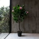 thumbnail image 1 of Arbol de Magnolio rosado de 125 cm, 1 of 2