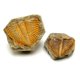 thumbnail image 1 of Fósiles Fabrvog Cola de Trilobite con Lupa, 1 of 6