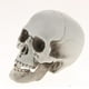 thumbnail image 2 of Figura De Cabeza De Calavera De Plástico, Modelo De Esqueleto Animal, Estatua, Decoración De Halloween B, 2 of 3