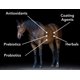 thumbnail image 4 of Suplemento Digestivo para Caballos MVP Gastro-Plex 2,7 kg, 4 of 8