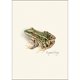 thumbnail image 4 of Juego de 8 tarjetas de felicitación Earth Sky + Water – Ranas y Sapos, 4 of 6
