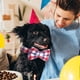 thumbnail image 5 of Collares para perros y gatos con pajaritas ajustables y desmontables, de caballero., 5 of 5