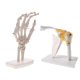 thumbnail image 4 of 1: 1 Junto Con El Hombro Funcional Humano Con Ligamento Y Modelo De Esqueleto De Mano, 4 of 4