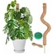 thumbnail image 1 of Moss Pole Craft911 - Soporte flexible para plantas (122 cm), 1 of 7