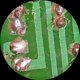 thumbnail image 4 of Microscopio AmScope Cabezal Trinocular 10x-30x, 4 of 5