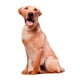 thumbnail image 5 of Animales Perro Patrón Felpa Cojín Cojín Lavable Estilo B, 5 of 5