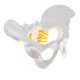 thumbnail image 2 of Ense?anza De La Anatomía Del Modelo Anatómico Del Esqueleto Pélvico Femenino De Tama?o Peque?o, 2 of 5