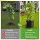 thumbnail image 2 of Jaula para Tomates Soundvalue Paquete de 3 con Bolsas de Cultivo 38 Litros y Corbata Giratoria, 2 of 3