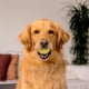 thumbnail image 3 of Pelota Masticable Squeaky Para Perros De Tamaño Mediano De Hasta 50 Libras, 3 of 6