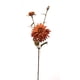 thumbnail image 1 of Crisantemo Naranjo 50 Cm, 1 of 1