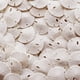 thumbnail image 1 of Vaso Sea Shell Home Sand Dollars, 50 unidades de menos de 2,54 cm, 1 of 7