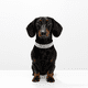 thumbnail image 1 of Collar con Brillantes Glam para Perros - Negro XS, 1 of 2