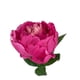 thumbnail image 2 of Peonia Fucsia 45cm Con Acabado Natural, 2 of 3