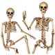 thumbnail image 1 of Esqueleto CONNICS 90 cm – Pack de 2 para decoración de Halloween, 1 of 9