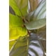 thumbnail image 2 of Ficus Lyrata 130cm Real Touch, 2 of 2