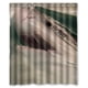 thumbnail image 1 of Cortina de ducha con diseño de jirafa y tiburón, "Nunca dejes de soñar", mundo submarino, con ganchos, tamaño 60 x 72 pulgadas, 1 of 3