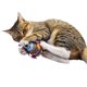thumbnail image 3 of 5 juguetes para gatos, juguetes interactivos de peluche para masticar, lindos y entretenidos, para que jueguen, mastiquen, afilen, limpien las garras y los dientes., 3 of 8