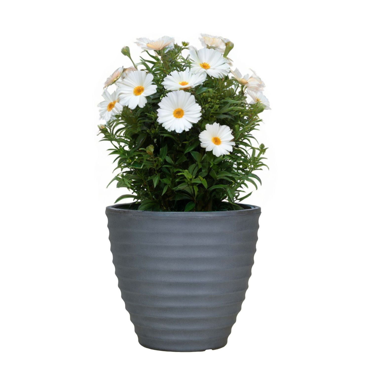 Pottery - Macetero Grande Bee 50 Grafito