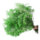 thumbnail image 1 of Flores secas gypsophila frondosa decoración, 1 of 3