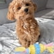 thumbnail image 2 of Set 3 Juguetes Para Mascota Cuerda Con Goma Perros Lau, 2 of 3