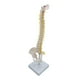 thumbnail image 3 of Modelo De Columna Vertebral Columna Vertebral Anatómica Para Niños Pantalla De Aprendizaje Aula De Pie, 3 of 5