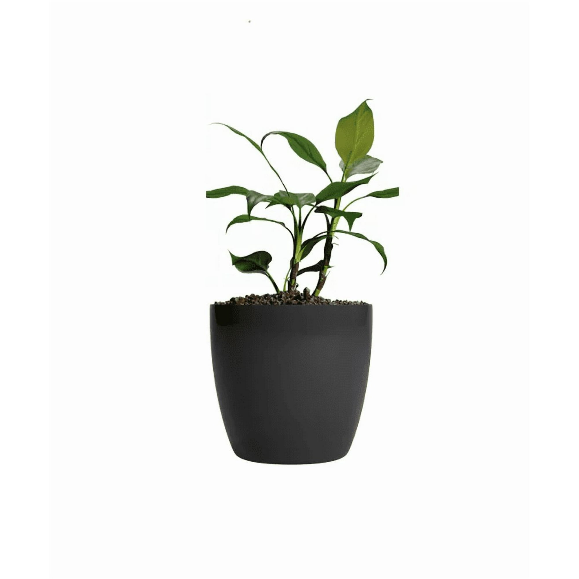 Genérico - Maceteros Plástico 20x22cm Amalfi Pack 2 Unidades 5.3l Negro