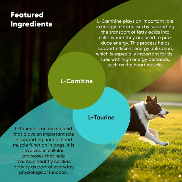vitamins with l carnitine Country Life, Acetyl L-Carnitine 500 mg, 120 Vegetarian Capsules