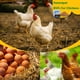 thumbnail image 5 of Larvas secas de mosca Black Soldier hatortpet, 9,07 kg, para pollos, 5 of 6